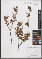 Foto von Salix L.
